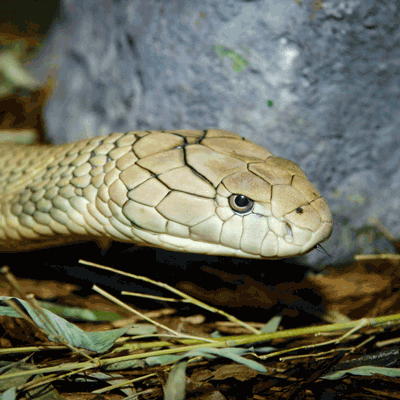 King Cobra