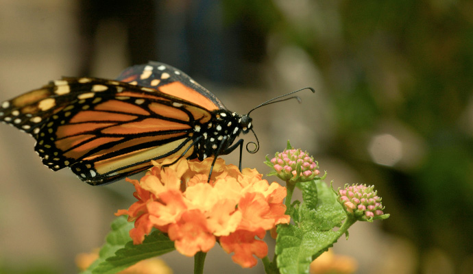 Monarch Butterfly on a Flower