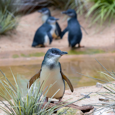 BZ Little blue penguin 1