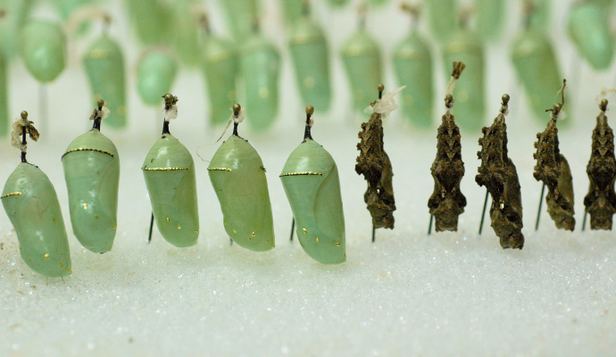 Monarch Butterfly Pupa