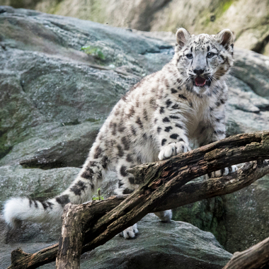 BZ Snow leopard cub