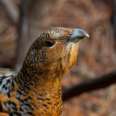 Western Capercailie