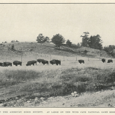 BZ Bison in transit