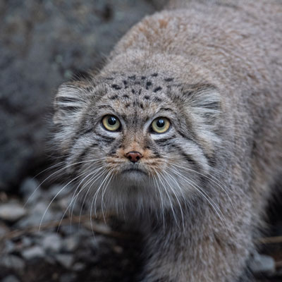 Pallas Cat
