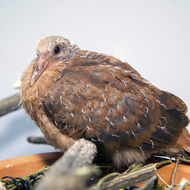 BZ BZ pink pigeon chick #3