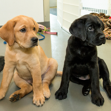 BZ Dog duo