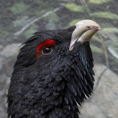 BZ Western Capercailies face