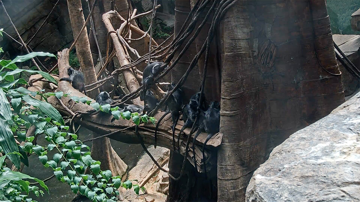 Spiny Forest