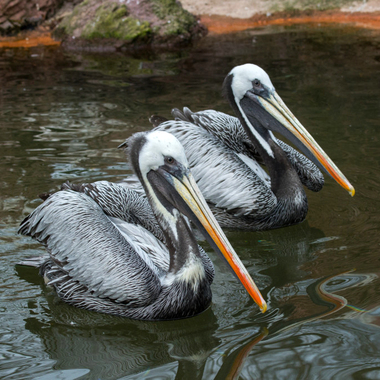 BZ Peruvian pelicans