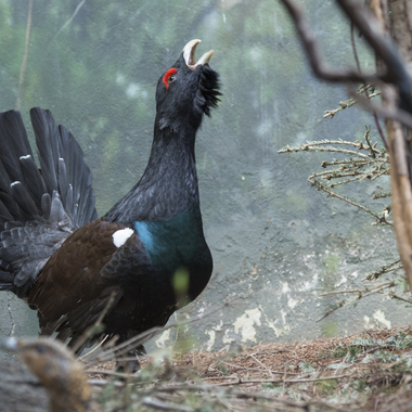 BZ Western Capercailies 