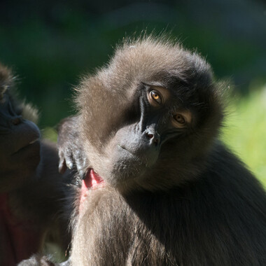 BZ The Zoo gelada baboon face