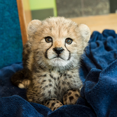 BZ Cheetah cub solo