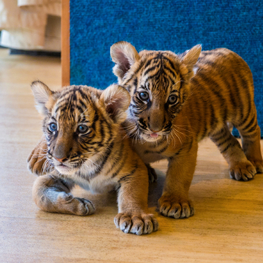 BZ Malayan Tiger Cubs