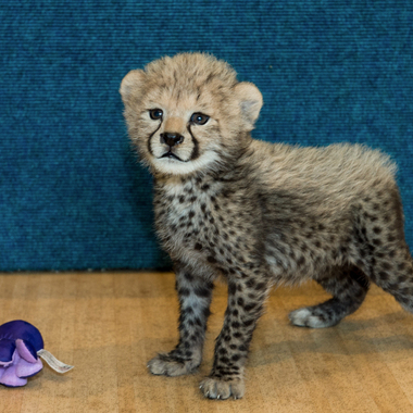 BZ Cheetah cub with octopus