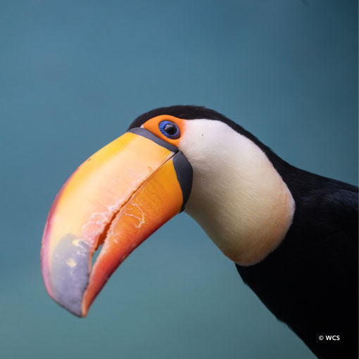 Toucan