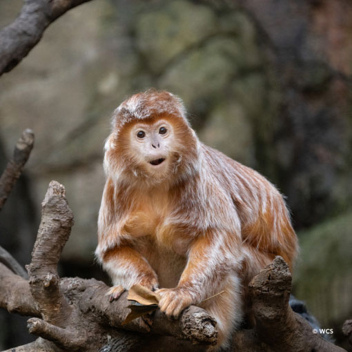 Ebony Langur