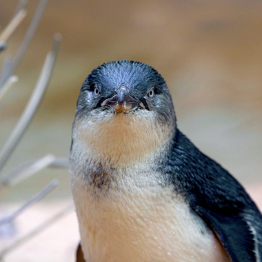 BZ Little blue penguin 2
