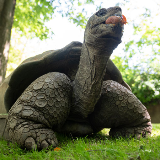 Aldabra Tortoise