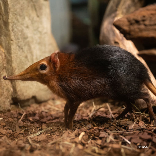 Black and Rufous Giant Elephant Shrew