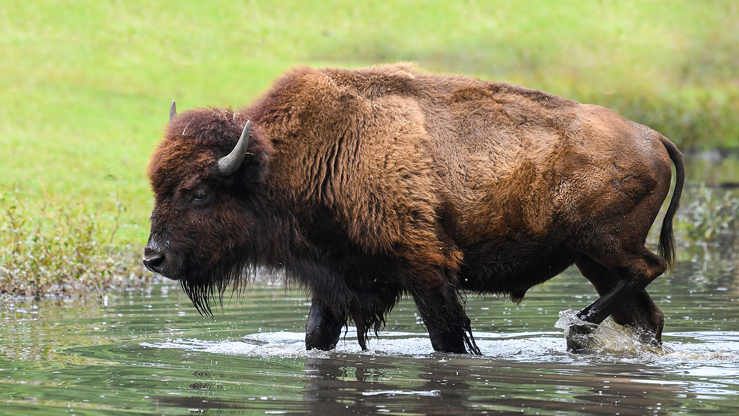 American Bison