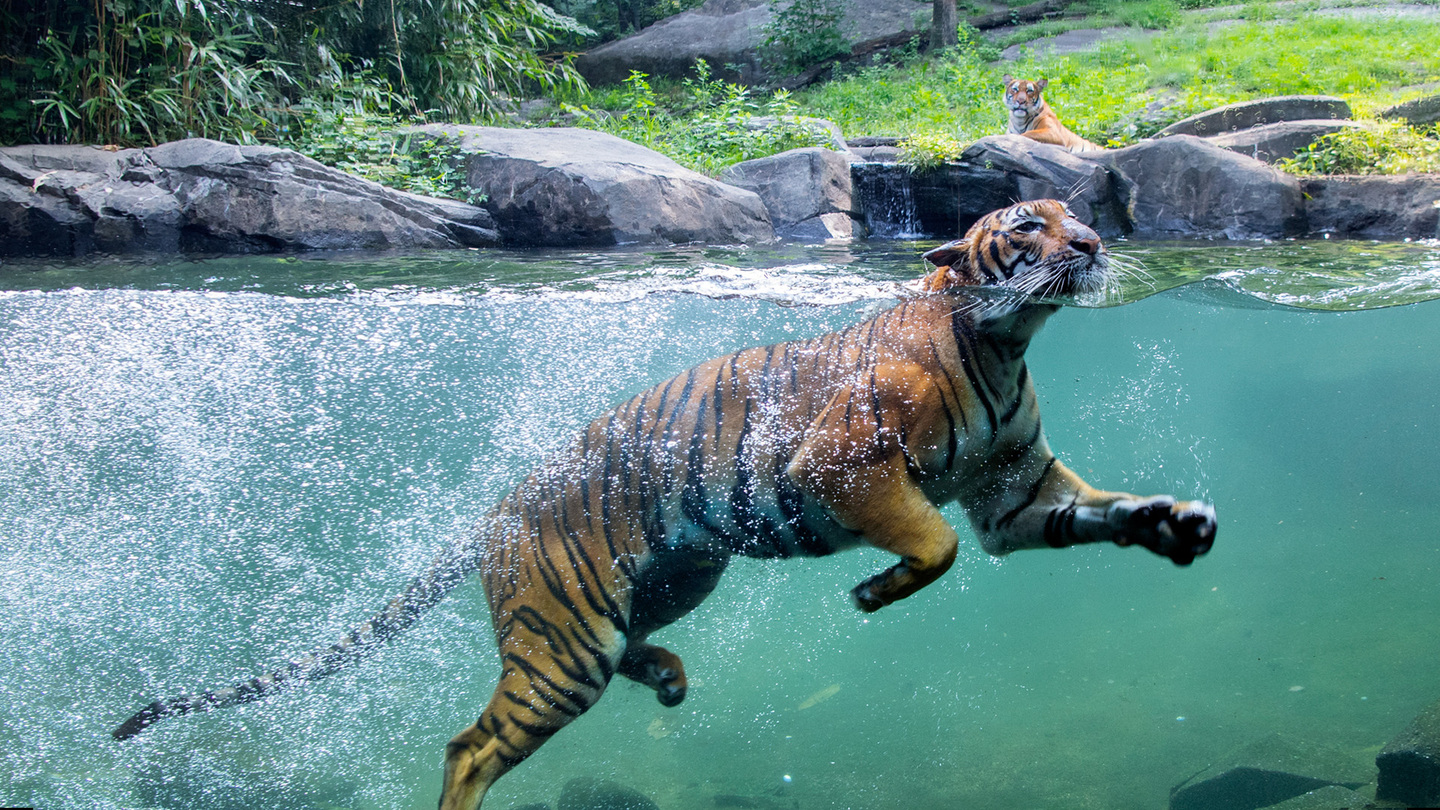 Tiger Swimming