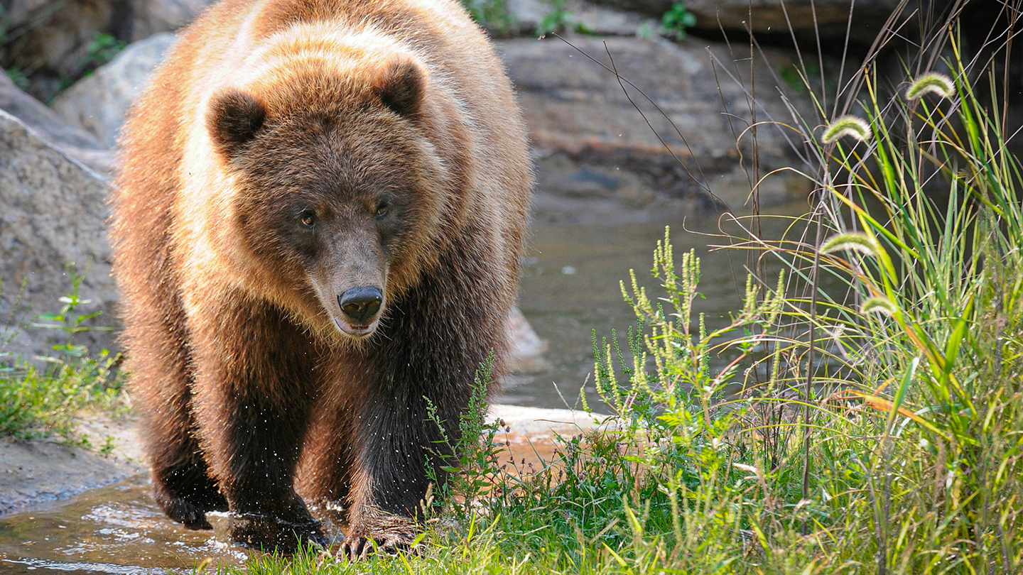Brown Bear