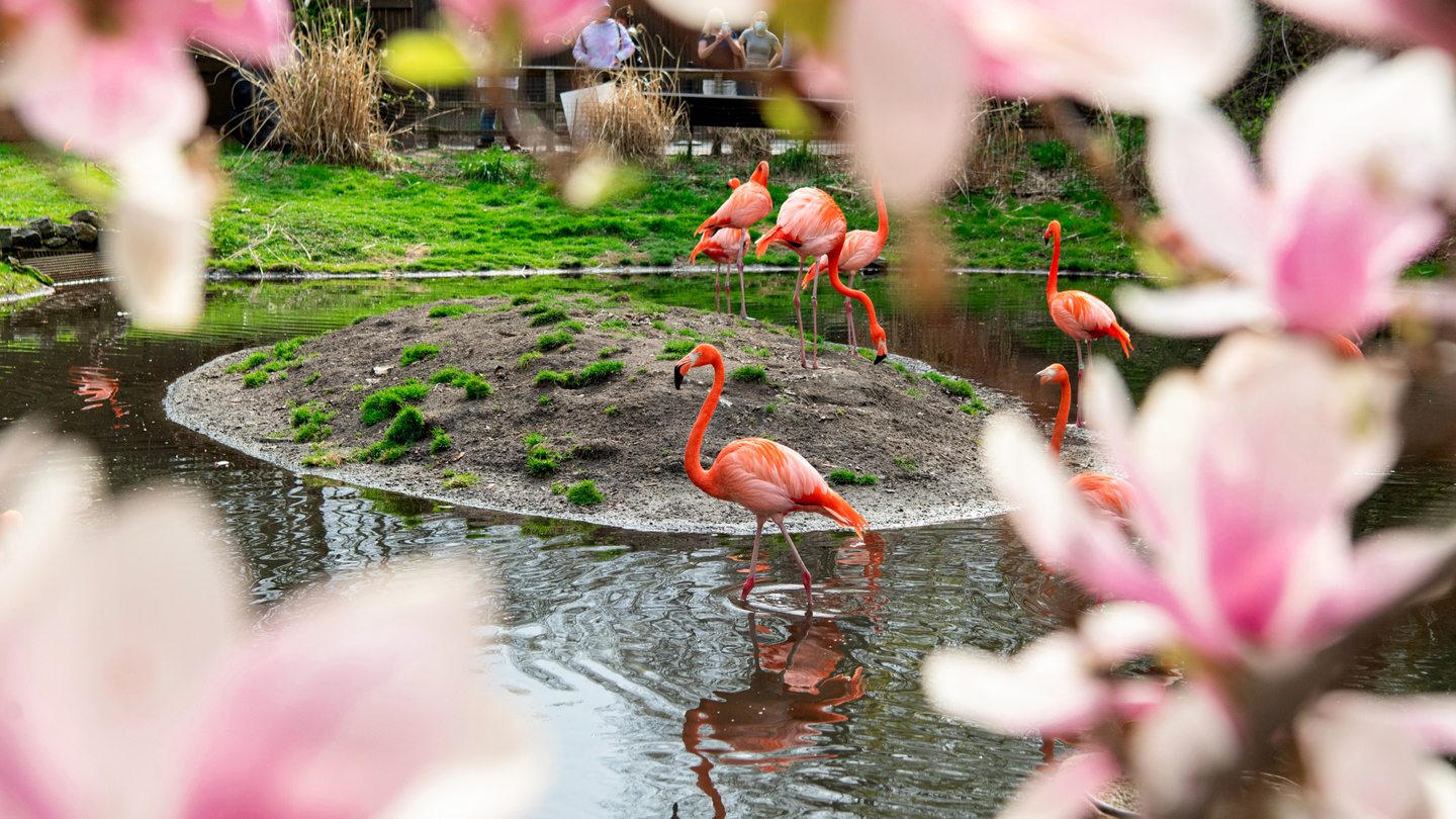 caribbean flamingos in spring