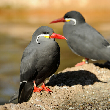 BZ Inca Terns
