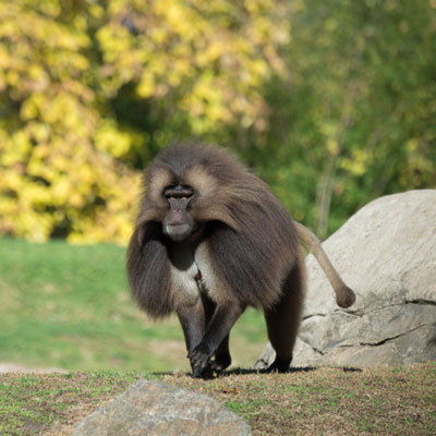 Baboon
