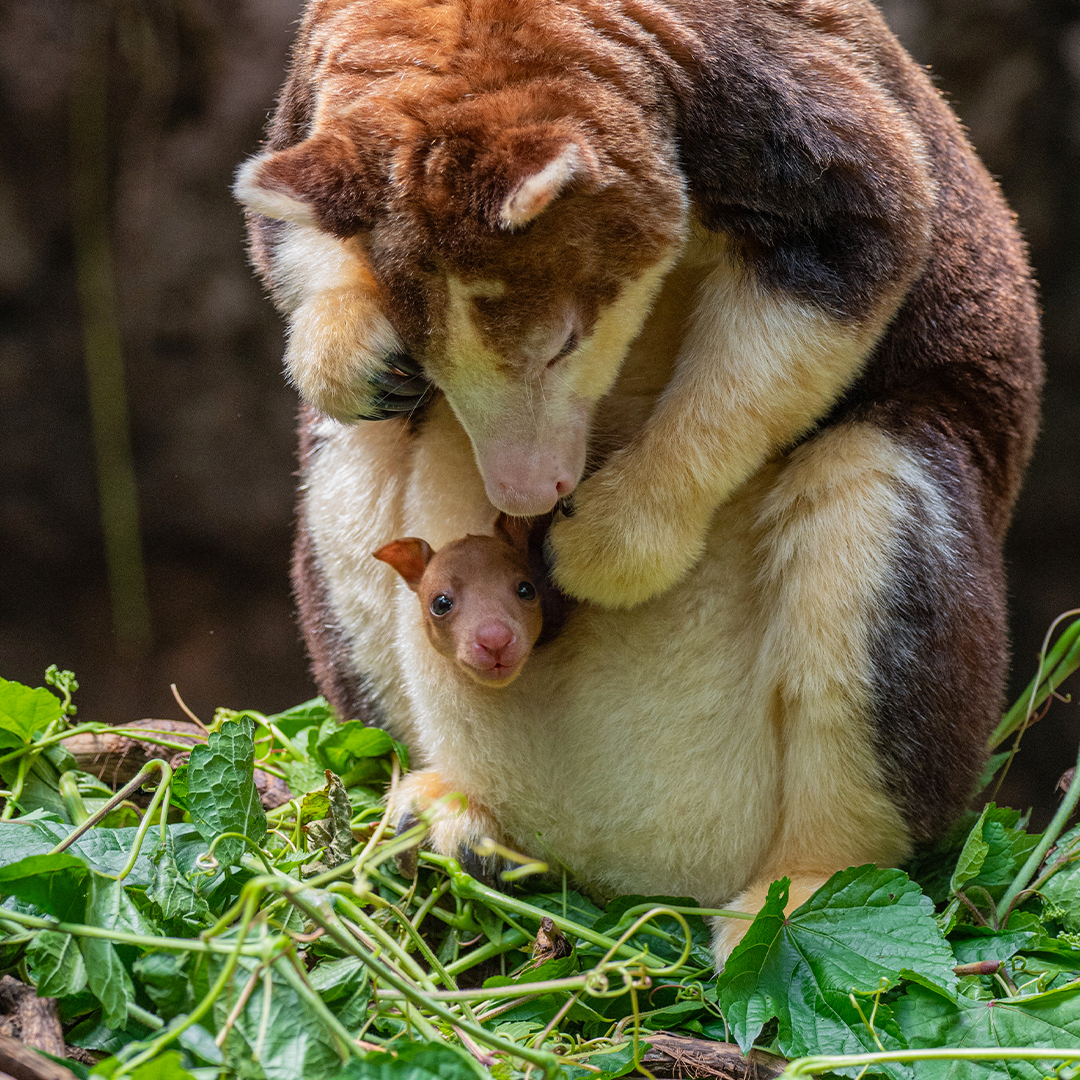 Tree Kangaroo