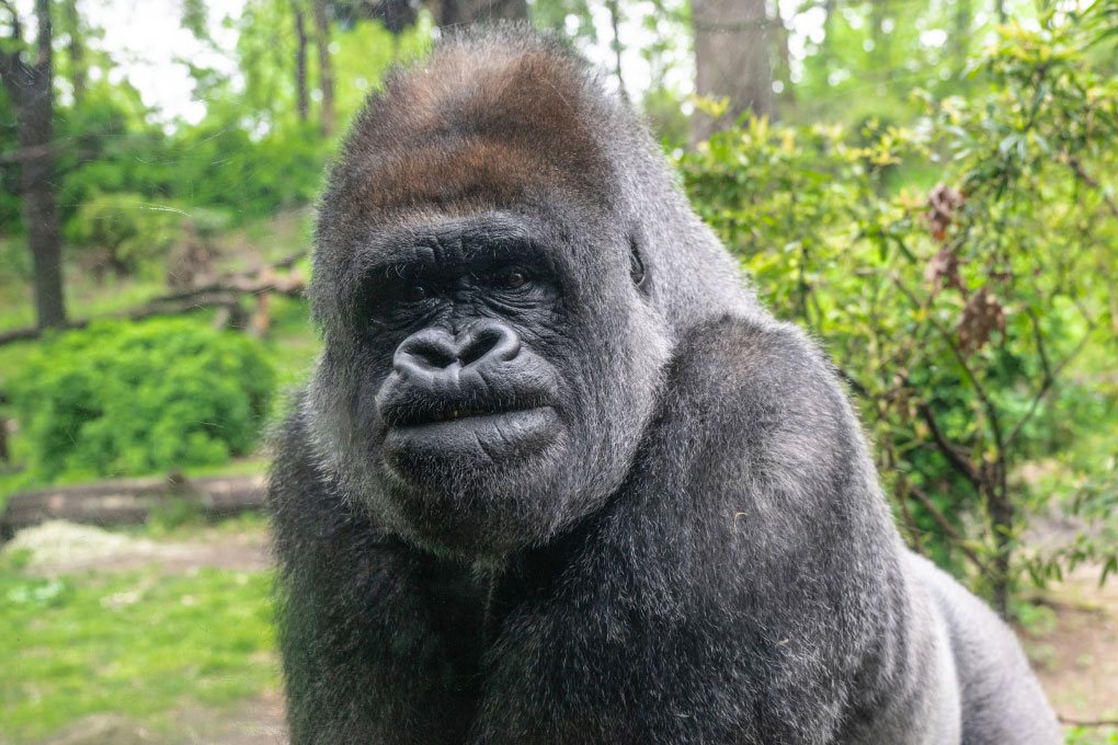 Western Lowland Gorilla