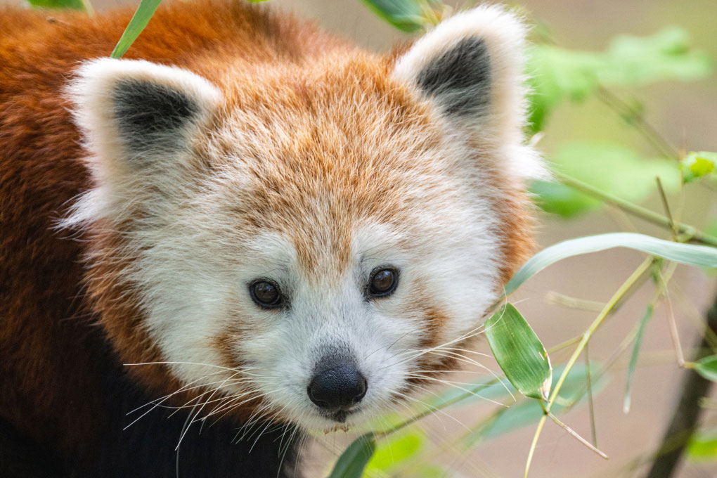 Red Panda
