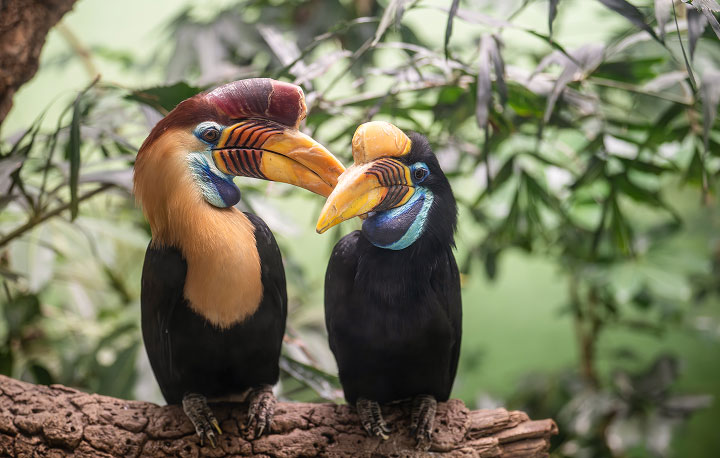 Sulawesi Knobbed Hornbill