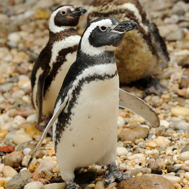 BZ Aquatic Birds: Magellanic Penguins