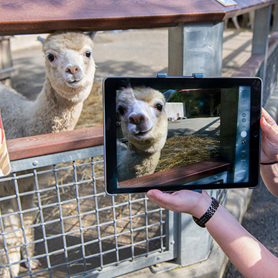 Virtual Wild Encounters