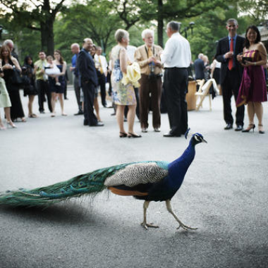 Parties and Events